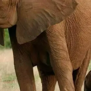 Explore 5 Days, Budget Group Camping with 2 night in Serengeti Safari in Tanzania for 5 days with  Travel Africa Safari Agency and discover unforgettable experiences - Photo 7