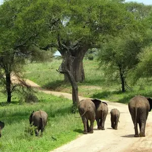 Explore Full Day Tour  to Tarangire National Park for 1 days with  Travel Africa Safari Agency and discover unforgettable experiences - Photo 8