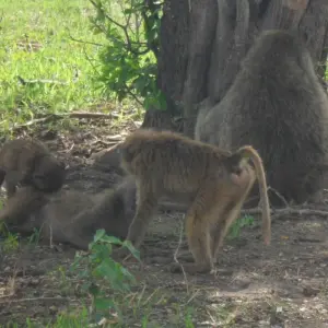 Explore 3 Days Group Camping Safari Tour Tanzania for 3 days with  Travel Africa Safari Agency and discover unforgettable experiences - Photo 8