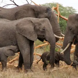 Explore 5-Day Tanzania Luxury Safari with Balloon in Serengeti for 5 days with  Travel Africa Safari Agency and discover unforgettable experiences - Photo 8