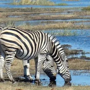 Explore Lake Manyara National Park Full-Day Tour from Arusha for 1 days with  Travel Africa Safari Agency and discover unforgettable experiences - Photo 9