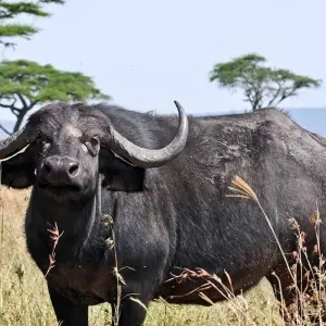 Explore Full Day Tour  to Tarangire National Park for 1 days with  Travel Africa Safari Agency and discover unforgettable experiences - Photo 9