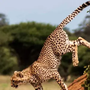 Explore Full Day Tour  to Tarangire National Park for 1 days with  Travel Africa Safari Agency and discover unforgettable experiences - Photo 10