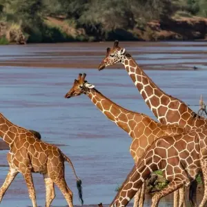Explore Lake Manyara National Park Full-Day Tour from Arusha for 1 days with  Travel Africa Safari Agency and discover unforgettable experiences - Photo 10