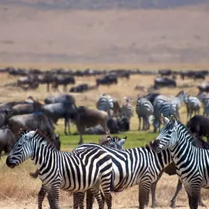 Explore Full-Day Trip to Ngorongoro Crater From Arusha Town for 1 days with  Travel Africa Safari Agency and discover unforgettable experiences - Photo 10