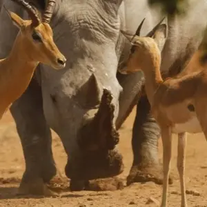 Explore Full-Day Trip to Ngorongoro Crater From Arusha Town for 1 days with  Travel Africa Safari Agency and discover unforgettable experiences - Photo 11