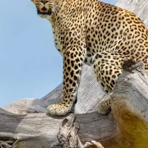 Explore Full Day Tour  to Tarangire National Park for 1 days with  Travel Africa Safari Agency and discover unforgettable experiences - Photo 11