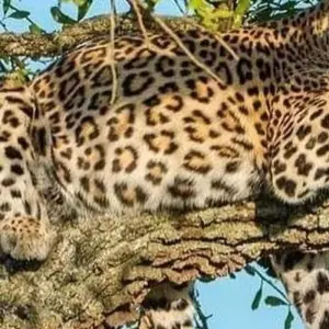 Explore Lake Manyara National Park Full-Day Tour from Arusha for 1 days with  Travel Africa Safari Agency and discover unforgettable experiences - Photo 11