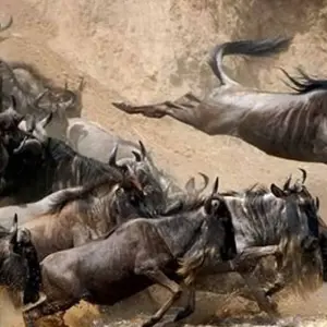 Explore 5 Days, Budget Group Camping with 2 night in Serengeti Safari in Tanzania for 5 days with  Travel Africa Safari Agency and discover unforgettable experiences - Photo 11