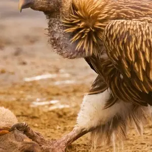 Explore 4 Days: Khajuraho With Tiger Safari (Wildlife Tour) for 4 days with  Taj Voyages Tours  and discover unforgettable experiences - Photo 6