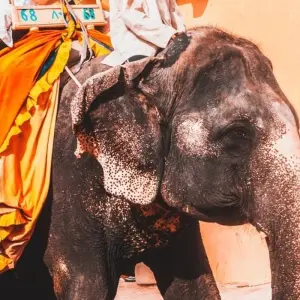 Explore The Royal Rajasthan Journey  : 8 Days! for 8 days with  Taj Voyages Tours  and discover unforgettable experiences - Photo 7