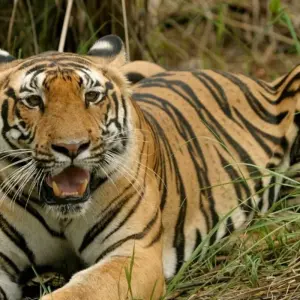 Explore 4 Days: Khajuraho With Tiger Safari (Wildlife Tour) for 4 days with  Taj Voyages Tours  and discover unforgettable experiences - Photo 11