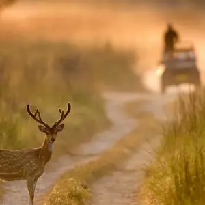 Explore 2 Days Jim Corbett Tiger Safari From Delhi for 2 days with  Taj Voyages Tours  and discover unforgettable experiences - Photo 2