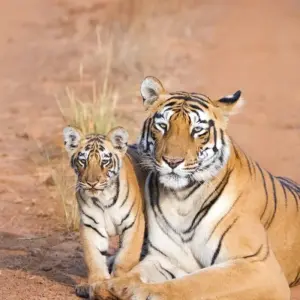 Explore 2 Days Jim Corbett Tiger Safari From Delhi for 2 days with  Taj Voyages Tours  and discover unforgettable experiences - Photo 3