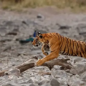 Explore 2 Days Jim Corbett Tiger Safari From Delhi for 2 days with  Taj Voyages Tours  and discover unforgettable experiences - Photo 4