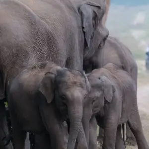 Explore 2 Days Jim Corbett Tiger Safari From Delhi for 2 days with  Taj Voyages Tours  and discover unforgettable experiences - Photo 5