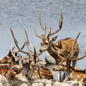 Explore 2 Days Jim Corbett Tiger Safari From Delhi for 2 days with  Taj Voyages Tours  and discover unforgettable experiences - Photo 6