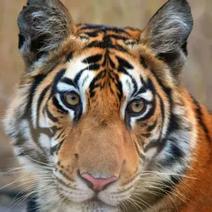 Explore Luxury Delhi, Jaipur & Agra Tour with Ranthambore (5-Star Hotel)! for 7 days with  Taj Voyages Tours  and discover unforgettable experiences - Photo 11