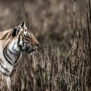 Explore 2 Days Jim Corbett Tiger Safari From Delhi for 2 days with  Taj Voyages Tours  and discover unforgettable experiences - Photo 7