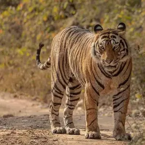 Explore From Delhi: 3 Day Tour of Ranthambore Tiger Safari!! for 3 days with  Taj Voyages Tours  and discover unforgettable experiences - Photo 7