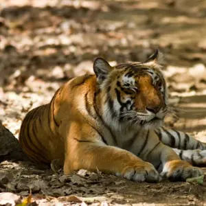 Explore 2 Days Jim Corbett Tiger Safari From Delhi for 2 days with  Taj Voyages Tours  and discover unforgettable experiences - Photo 8