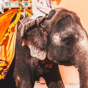 Explore 6 Nights 7 Days Luxury Golden Triangle Tour With Varanasi (5 Star Hotels) for 7 days with  Taj Voyages Tours  and discover unforgettable experiences - Photo 8