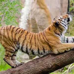 Explore 2 Days Jim Corbett Tiger Safari From Delhi for 2 days with  Taj Voyages Tours  and discover unforgettable experiences - Photo 9