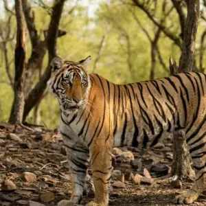 Explore From Delhi: 3 Day Tour of Ranthambore Tiger Safari!! for 3 days with  Taj Voyages Tours  and discover unforgettable experiences - Photo 8