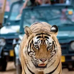 Explore From Delhi: 3 Day Tour of Ranthambore Tiger Safari!! for 3 days with  Taj Voyages Tours  and discover unforgettable experiences - Photo 9
