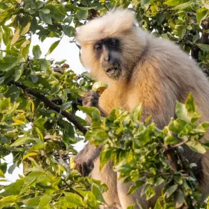 Explore 2 Days Jim Corbett Tiger Safari From Delhi for 2 days with  Taj Voyages Tours  and discover unforgettable experiences - Photo 10