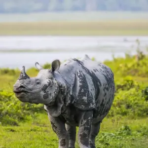 Explore From Kochi: 3-Day Periyar Wildlife Sanctuary Tour! for 3 days with  Taj Voyages Tours  and discover unforgettable experiences - Photo 2