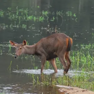 Explore From Kochi: 3-Day Periyar Wildlife Sanctuary Tour! for 3 days with  Taj Voyages Tours  and discover unforgettable experiences - Photo 3