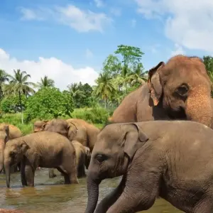 Explore Golden Triangle and Kerala Tour with House Boat Stay! for 11 days with  Taj Voyages Tours  and discover unforgettable experiences - Photo 11