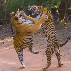Explore From Delhi: 3 Day Tour of Ranthambore Tiger Safari!! for 3 days with  Taj Voyages Tours  and discover unforgettable experiences - Photo 11