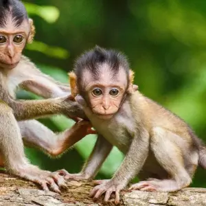 Explore From Kochi: 3-Day Periyar Wildlife Sanctuary Tour! for 3 days with  Taj Voyages Tours  and discover unforgettable experiences - Photo 6