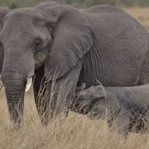 Explore From Cochin: 8 Day Kerala Tour Package with Houseboat Cruise for 8 days with  Taj Voyages Tours  and discover unforgettable experiences - Photo 3