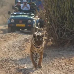 Explore 5 Nights 6 Days Golden Triangle Tour With Tigers! for 6 days with  Taj Voyages Tours  and discover unforgettable experiences - Photo 6