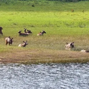 Explore From Kochi: 3-Day Periyar Wildlife Sanctuary Tour! for 3 days with  Taj Voyages Tours  and discover unforgettable experiences - Photo 10