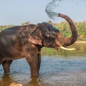 Explore From Kochi: 3-Day Periyar Wildlife Sanctuary Tour! for 3 days with  Taj Voyages Tours  and discover unforgettable experiences - Photo 11