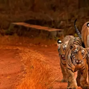 Explore Delhi Agra Jaipur Tour With Tigers Jungle Safari for 6 days with  Taj Voyages Tours  and discover unforgettable experiences - Photo 8