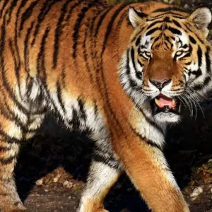 Explore 5 Nights 6 Days Golden Triangle Tour With Tigers! for 6 days with  Taj Voyages Tours  and discover unforgettable experiences - Photo 10