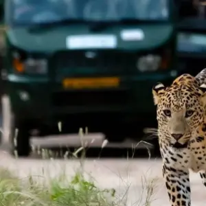 Explore From Delhi: India's Luxury Golden Triangle with Leopard Safari & Sunrise Taj Mahal for 7 days with  Taj Voyages Tours  and discover unforgettable experiences - Photo 8