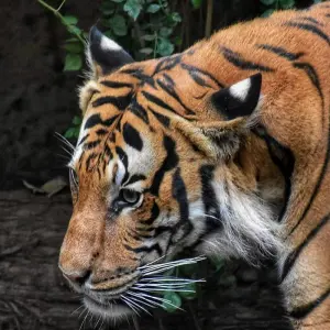 Explore Delhi Agra Jaipur Tour With Tigers Jungle Safari for 6 days with  Taj Voyages Tours  and discover unforgettable experiences - Photo 9