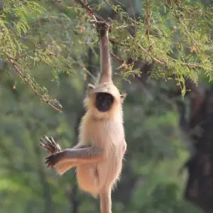 Explore 05-Days Golden Triangle Tour with Ranthambore Jungle safari!! for 5 days with  Taj Voyages Tours  and discover unforgettable experiences - Photo 3