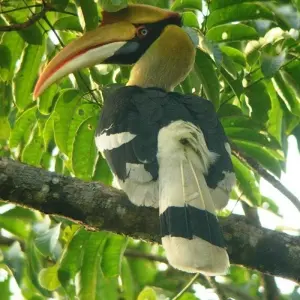 Explore Jim Corbett Tiger Safari Tour with Accommodations!! for 4 days with  Taj Voyages Tours  and discover unforgettable experiences - Photo 2