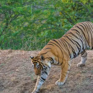 Explore Private Trip : 07 Days Golden Triangle Tour With Ranthambore Jungle Safar!!! for 7 days with  Taj Voyages Tours  and discover unforgettable experiences - Photo 9