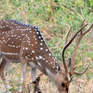 Explore Jim Corbett Tiger Safari Tour with Accommodations!! for 4 days with  Taj Voyages Tours  and discover unforgettable experiences - Photo 3