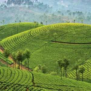 Explore 09 Days Beautiful Kerala Tour! for 9 days with  Taj Voyages Tours  and discover unforgettable experiences - Photo 10