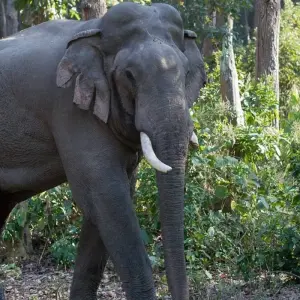 Explore Jim Corbett Tiger Safari Tour with Accommodations!! for 4 days with  Taj Voyages Tours  and discover unforgettable experiences - Photo 4