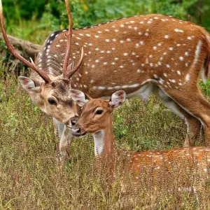 Explore 05-Days Golden Triangle Tour with Ranthambore Jungle safari!! for 5 days with  Taj Voyages Tours  and discover unforgettable experiences - Photo 7